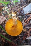 Omphalotus olearius image