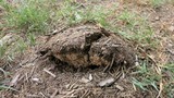 Agaricus pequinii image