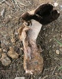 Agaricus pequinii image