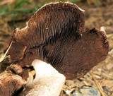 Agaricus pequinii image