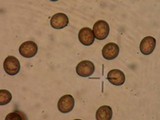 Agaricus pequinii image