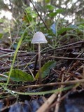 Mycena capillaripes image