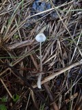 Mycena capillaripes image