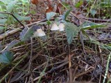Mycena capillaripes image