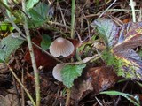 Mycena capillaripes image