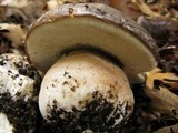 Boletus regineus image