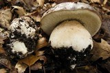 Boletus regineus image