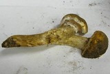 Tricholoma aurantium image