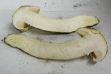 Tricholoma aurantium image