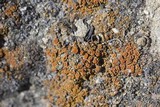 Caloplaca bolacina image