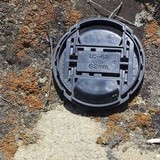 Caloplaca bolacina image