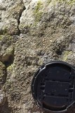 Thelomma mammosum image