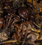 Gymnopus villosipes image