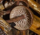 Gymnopus villosipes image
