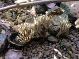Ramaria zippelii image