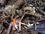 Ramaria zippelii image
