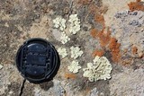 Xanthoparmelia mexicana image
