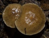 Gymnopus subpruinosus image