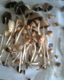 Parasola conopilea image
