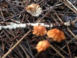 Marasmius radiatus image