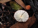Marasmius radiatus image