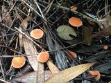 Marasmius radiatus image