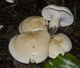 Leucopaxillus albissimus image