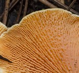 Hygrophoropsis aurantiaca image