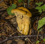 Cantharellus formosus image