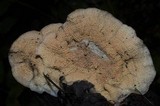 Merulius tremellosus image