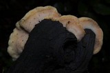 Merulius tremellosus image