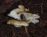 Hohenbuehelia petaloides image