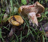 Lactarius rubrilacteus image