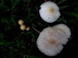 Chlorophyllum hortense image