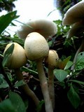 Chlorophyllum hortense image