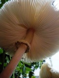 Chlorophyllum hortense image