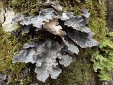 Lobaria scrobiculata image