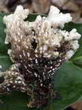 Lobaria scrobiculata image