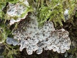 Lobaria scrobiculata image