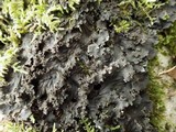 Peltigera praetextata image
