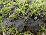 Peltigera praetextata image