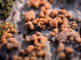 Sphaerosporium lignatile image