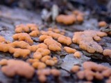 Sphaerosporium lignatile image
