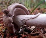 Amanita porphyria image