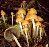 Hypholoma dispersum image