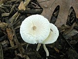 Leucocoprinus cepistipes image