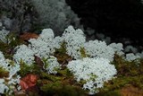 Cladonia stellaris image