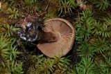 Cortinarius pholideus image