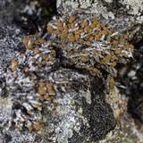 Caloplaca nivalis image
