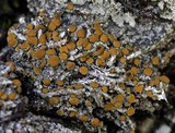 Caloplaca nivalis image